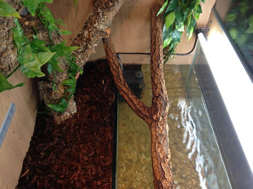 NEW Chinese Water Dragon vivarium (pic heavy) Reptile Forums